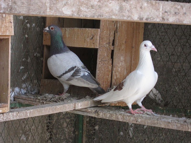 „Pigeon“ und „Dove“