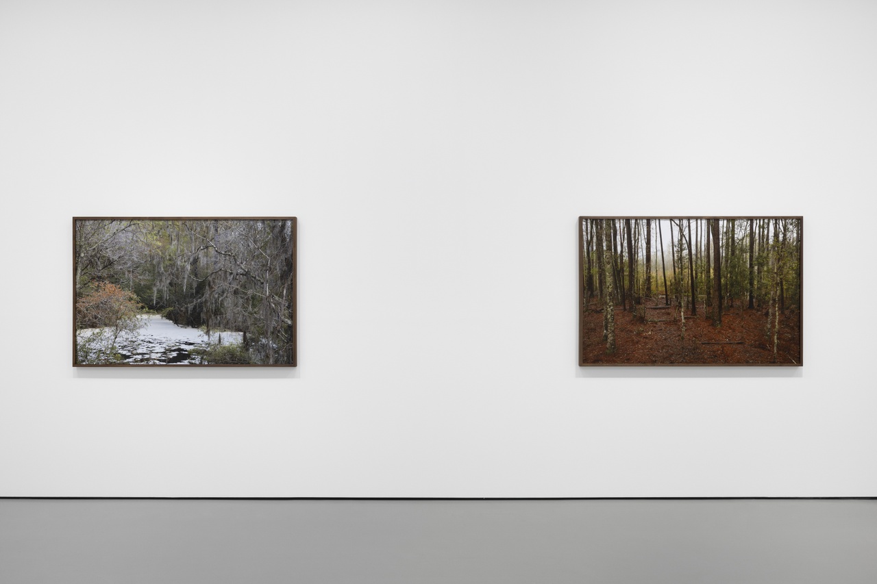 Catherine Opie, untitled #8 und #5 aus der Serie „Swamps“, 2019