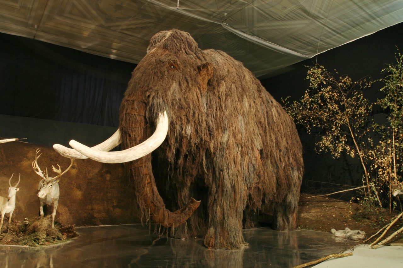 Mammoth at the National Museum in Prague, 2007